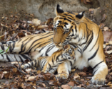 David Shepherd Wildlife Foundation