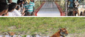 David Shepherd Wildlife Foundation