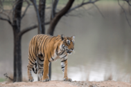 David Shepherd Wildlife Foundation