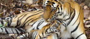 David Shepherd Wildlife Foundation