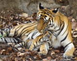 David Shepherd Wildlife Foundation