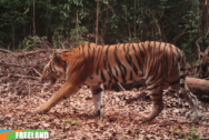 David Shepherd Wildlife Foundation