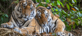 David Shepherd Wildlife Foundation