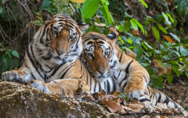 David Shepherd Wildlife Foundation