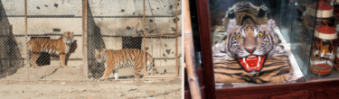 David Shepherd Wildlife Foundation
