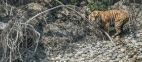 David Shepherd Wildlife Foundation