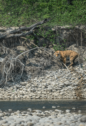 David Shepherd Wildlife Foundation