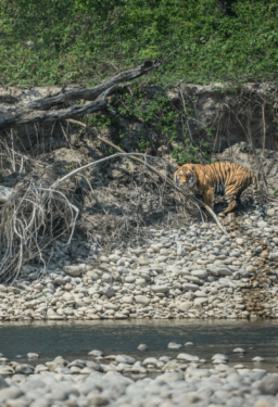 David Shepherd Wildlife Foundation