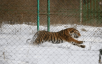 David Shepherd Wildlife Foundation