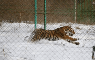 David Shepherd Wildlife Foundation