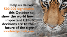 David Shepherd Wildlife Foundation