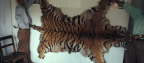 David Shepherd Wildlife Foundation