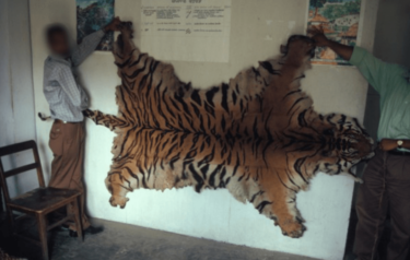 David Shepherd Wildlife Foundation