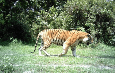 David Shepherd Wildlife Foundation