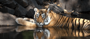David Shepherd Wildlife Foundation