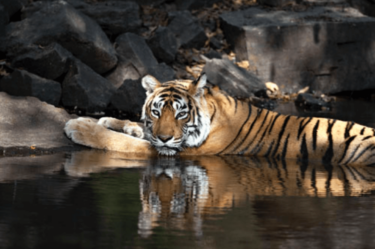 David Shepherd Wildlife Foundation