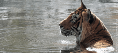 David Shepherd Wildlife Foundation