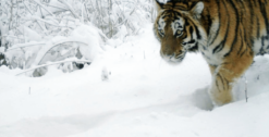 David Shepherd Wildlife Foundation