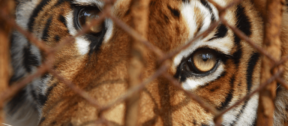David Shepherd Wildlife Foundation