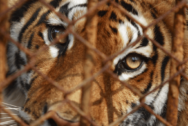 David Shepherd Wildlife Foundation