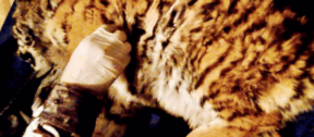 David Shepherd Wildlife Foundation