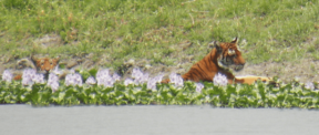 David Shepherd Wildlife Foundation