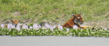 David Shepherd Wildlife Foundation