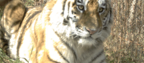 David Shepherd Wildlife Foundation