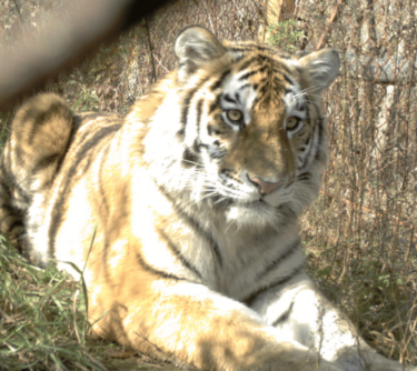 David Shepherd Wildlife Foundation