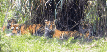 David Shepherd Wildlife Foundation