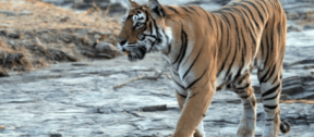 David Shepherd Wildlife Foundation