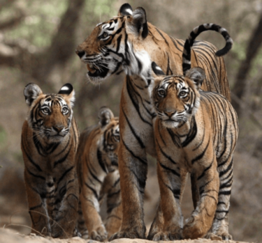 David Shepherd Wildlife Foundation