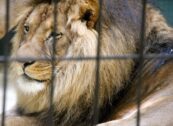 David Shepherd Wildlife Foundation