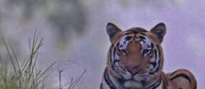 David Shepherd Wildlife Foundation