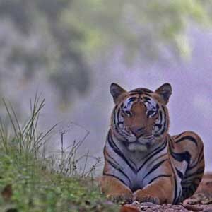 David Shepherd Wildlife Foundation