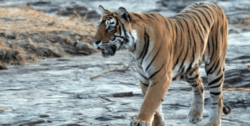 David Shepherd Wildlife Foundation