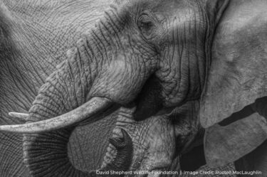 David Shepherd Wildlife Foundation