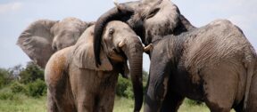 David Shepherd Wildlife Foundation
