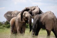 David Shepherd Wildlife Foundation