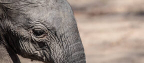 David Shepherd Wildlife Foundation