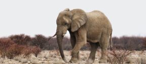 David Shepherd Wildlife Foundation