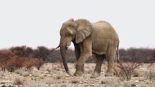 David Shepherd Wildlife Foundation