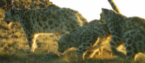 David Shepherd Wildlife Foundation