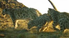 David Shepherd Wildlife Foundation
