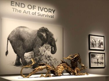 David Shepherd Wildlife Foundation