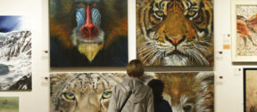 David Shepherd Wildlife Foundation