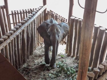 David Shepherd Wildlife Foundation