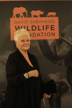 David Shepherd Wildlife Foundation