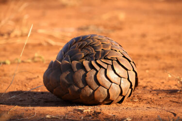 David Shepherd Wildlife Foundation