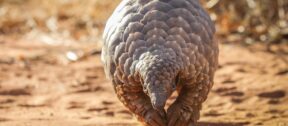 David Shepherd Wildlife Foundation